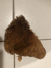 Plume cou coq d'occasion  Eaubonne
