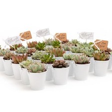 Succulent source wedding for sale  Houston