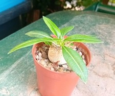 pachypodium for sale pachypodium for sale CHESTER
