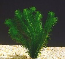 Long elodea egeria for sale  SCUNTHORPE