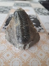 Trilobit moresops vatus gebraucht kaufen  Xanten