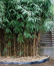 Arrow bamboo seeds for sale  Ravensdale