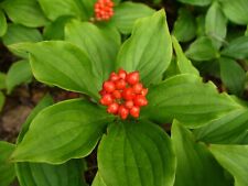 Creeping dogwood cornus for sale  Elko