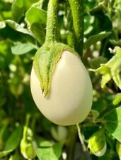Eierbaum aubergine white gebraucht kaufen  Brieselang