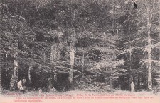 Trappe allees foret d'occasion  France