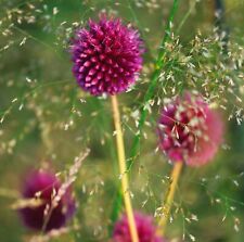 Allium sphaerocephalon large for sale  NORWICH