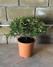 Pianta zanthoxylum certificata usato  Milazzo