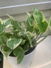 Rooted air pothos for sale  Woodhaven