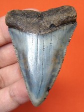 Great white shark for sale  Bradenton