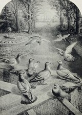 Homing racing pigeons for sale  NORWICH