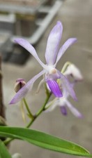 Profumo orchidea vandofinetia usato  Spedire a Italy