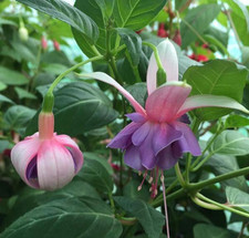 Fuchsien pflanze peking gebraucht kaufen  Schirnding