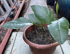 Jack fruit live for sale  Napa