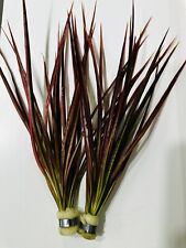 Dracaena marginata bunch for sale  UK