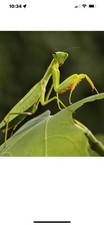 Real praying mantis for sale  Medford