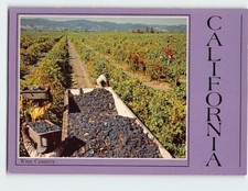 Postcard harvesting pinot for sale  Stevens Point