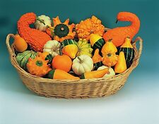 Vegetable ornamental gourd for sale  WREXHAM