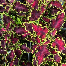 Coleus mystical rose for sale  LLANDYSUL