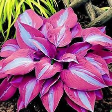 100 sementes de plantas de hosta roxas flores perenes de jardim Hosta plantaginea, usado comprar usado  Enviando para Brazil