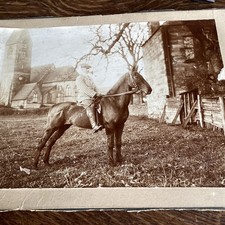 Vintage photograph horse for sale  BASINGSTOKE