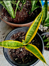 Snake plant rooted for sale  Houston