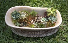 Beautiful live succulent for sale  Quincy