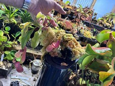 Nepenthes mirabilis tropical for sale  Bloomington