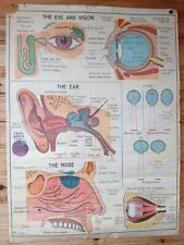Large wall chart for sale  LEVEN