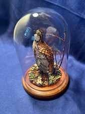 bobwhite quail for sale bobwhite quail for sale Lebanon