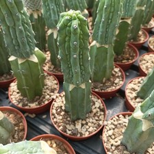 Myrtillocactus grecas usato  Porto Cesareo