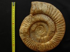 Ammonite oxfordien perisphinct d'occasion  La Chapelle-Saint-Luc