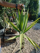 yucca usato yucca usato Siculiana