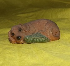 Cute dachshund wiener for sale  Deltona