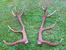 Abwurfstangen rothirschgeweih  gebraucht kaufen  Osterode