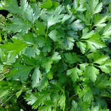 Parsley seeds italian for sale  Hallandale