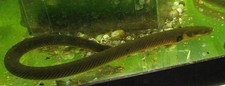 Pack ropefish live for sale  Raymond