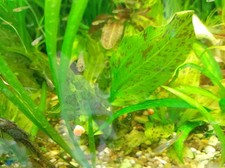 Echinodorus zelot green gebraucht kaufen  Darmstadt