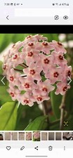 Reduced hoya carnosa for sale  Independence
