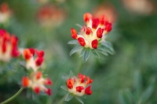 Anthyllis vulneraria var. for sale  MARCH