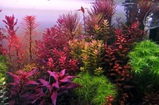 Live aquarium plants for sale  Stockton