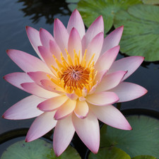 Nymphaea sunfire water for sale  Cleveland