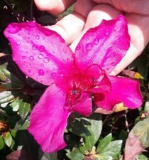 Cuttings beautiful azalea for sale  King George