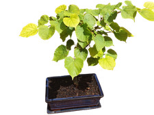 Linde freiland bonsai gebraucht kaufen  Schwarzenfeld