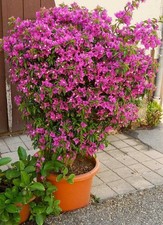 Bougainvillea glabra sanderian for sale  SOUTHAMPTON