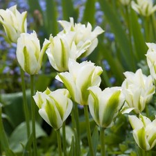 Viridiflora tulpen spring gebraucht kaufen  Emden
