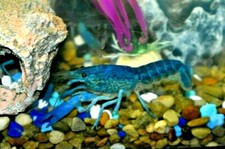 Crayfish live invertebrate for sale  Cape Coral