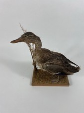 Tierpräparat ente vintage gebraucht kaufen  München