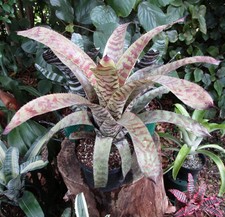 Buy save bromeliad for sale  Miami