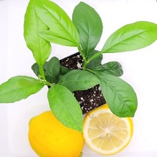 Pot meyer lemon for sale  Bangor