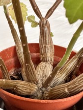 Plectranthus ernstii. caudex for sale  LLANTWIT MAJOR